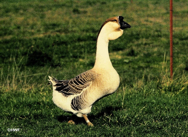 brown african goose male